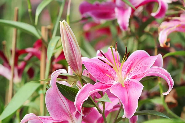 Lily flower — Stock Photo, Image