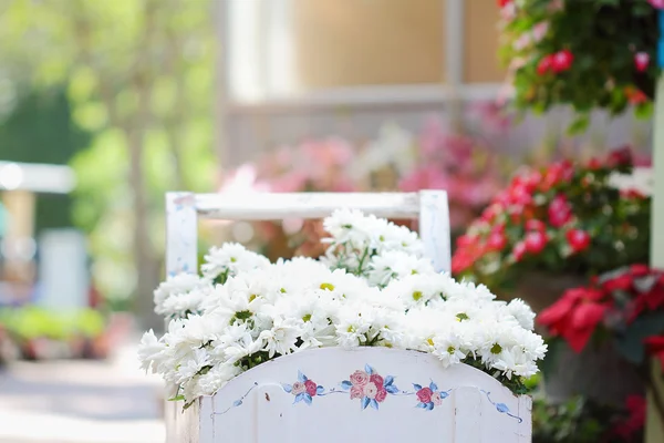 Chrysanthemenblüten — Stockfoto