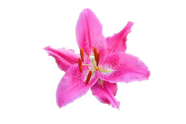 Lilienblüte — Stockfoto