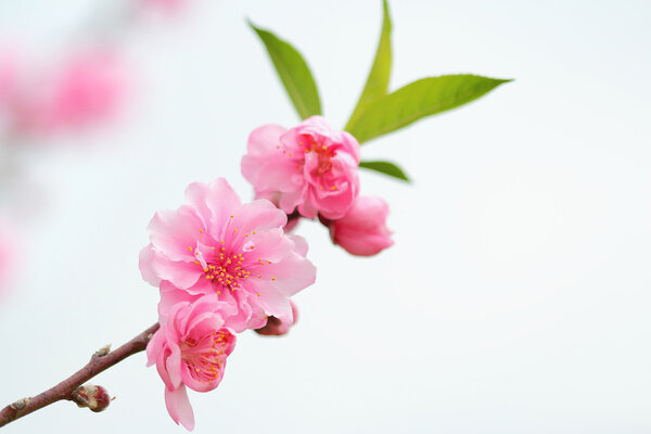 plum blossom