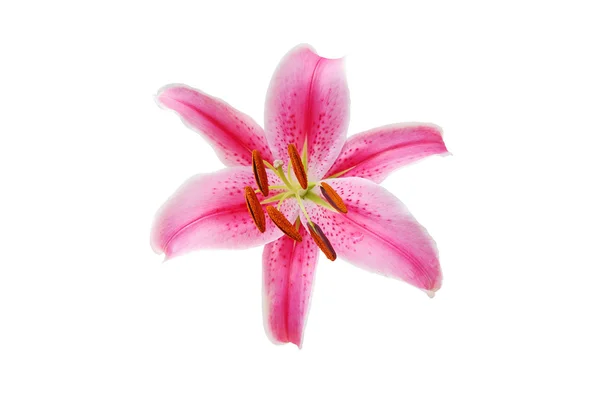 Lilienblüte — Stockfoto