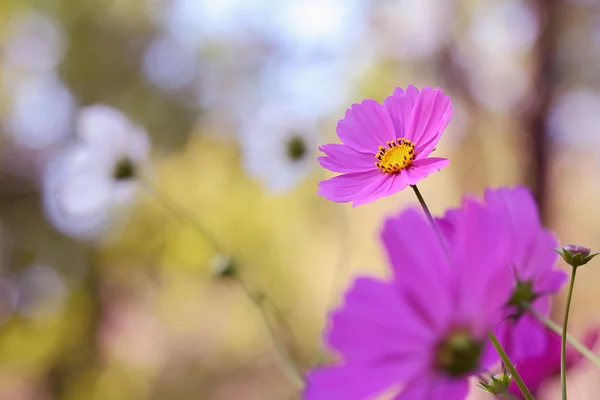 Cosmos çiçek — Stok fotoğraf