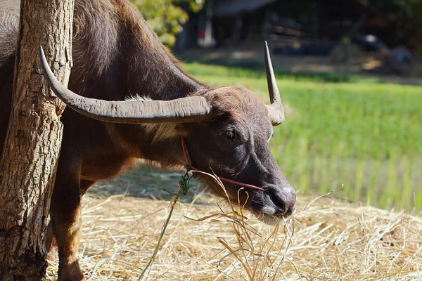 BURFALO — Stockfoto