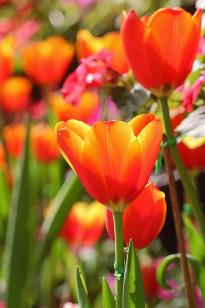 Oranje tulpen — Stockfoto