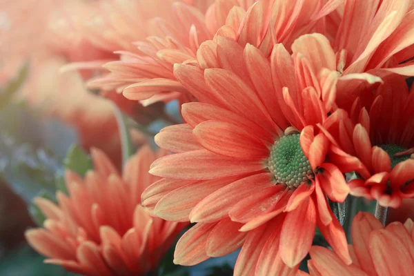 Chrysanthemum flowers — Stock Photo, Image