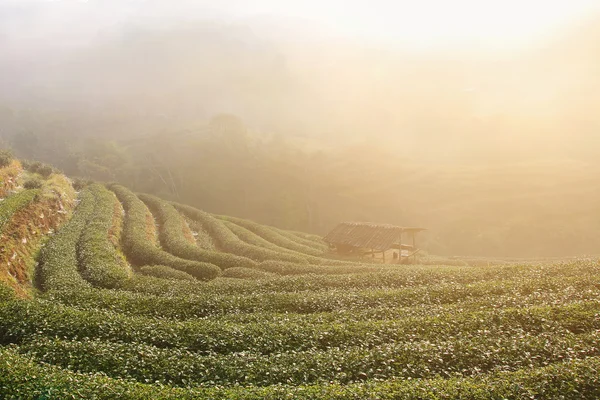 晨阳 — 图库照片