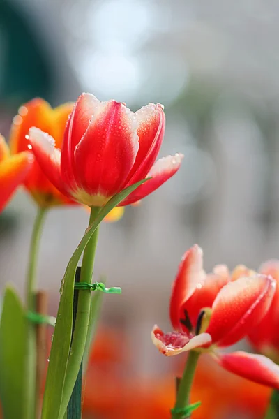 Tulpen — Stockfoto