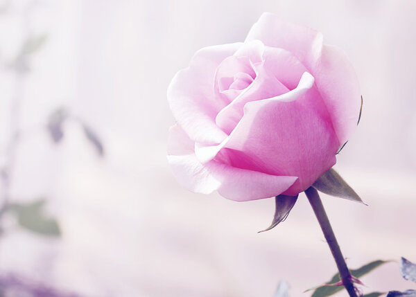 Pink rose and blurred background