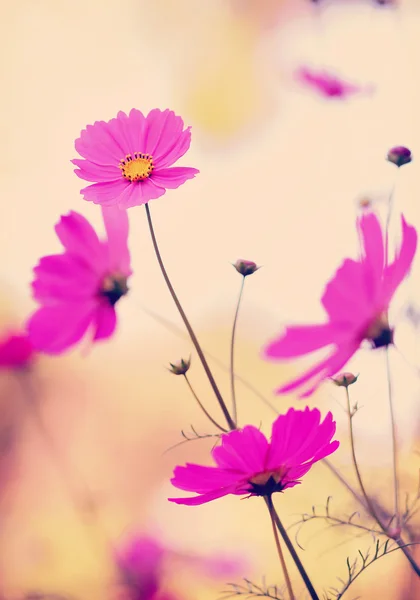 Flor cosmos — Fotografia de Stock