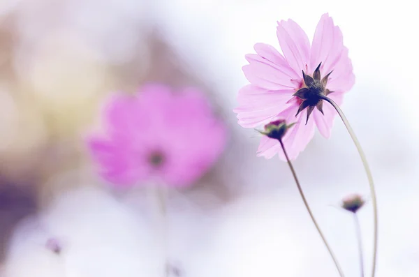 Cosmos çiçek — Stok fotoğraf