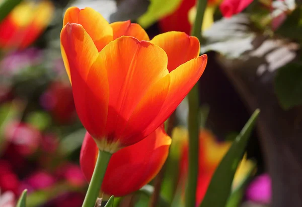 Tulpen — Stockfoto