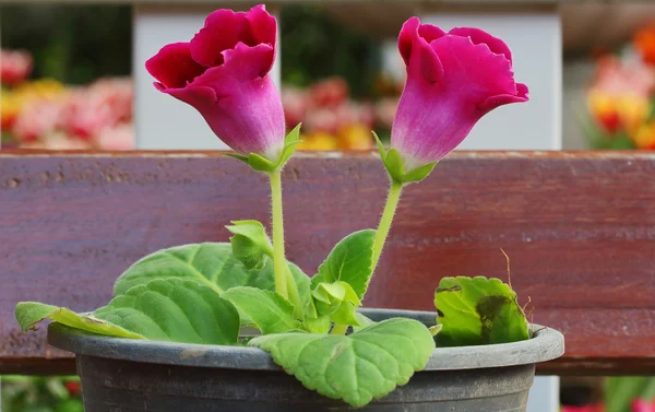 Vaso da fiori — Foto Stock