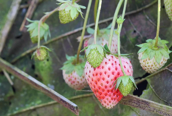 Erdbeere — Stockfoto