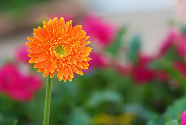 Gerbera — Stok fotoğraf