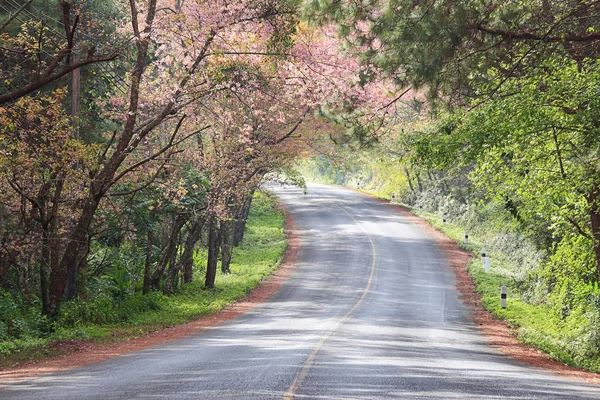 Wild Himalaya cherry — Stockfoto