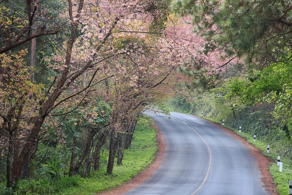 Wild Himalaya cherry — Stockfoto