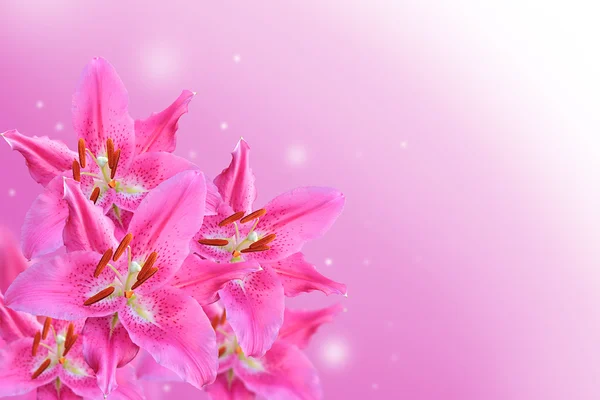 Lilienblüte — Stockfoto