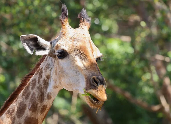 Giraffe — Stock Photo, Image