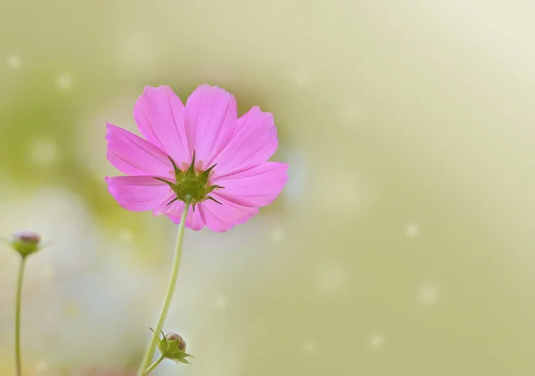 cosmos flower