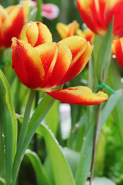 Tulp — Stockfoto