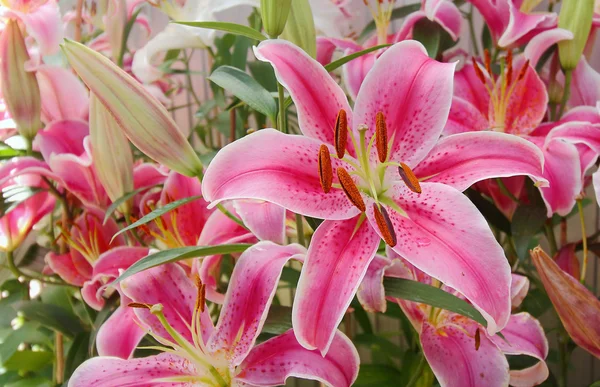 Lily — Stockfoto