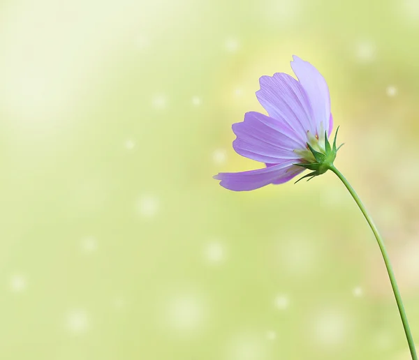 Cosmos flower — Stock Photo, Image