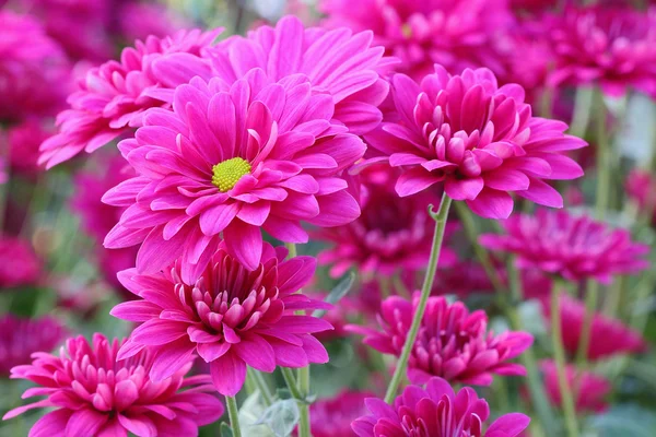 Chrysanthemum — Stock Photo, Image