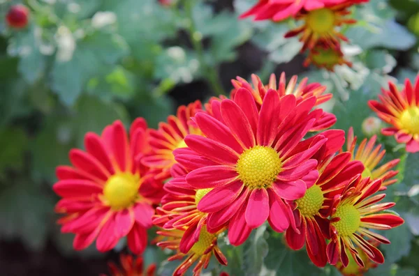 Chrysanthemum — Stock Photo, Image