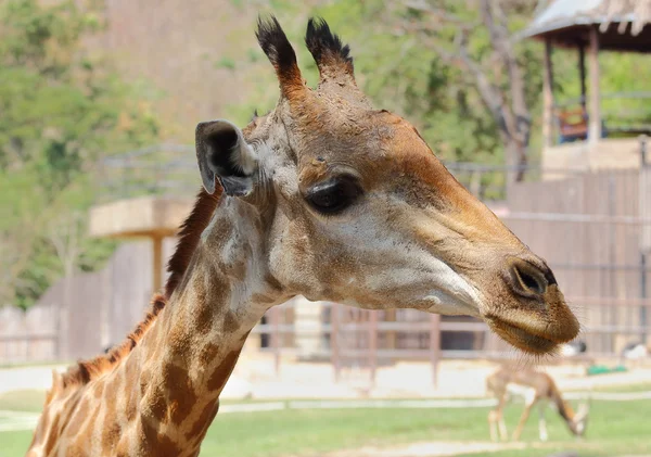 Giraffe — Stock Photo, Image