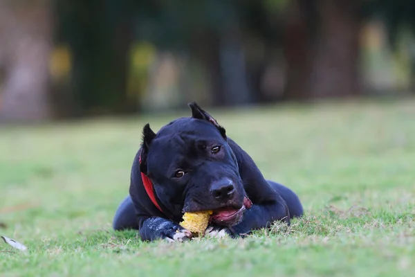 Pitbull — Stock fotografie