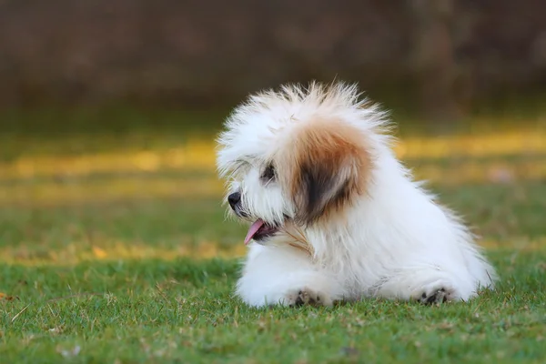 Shih-tzu — Stock fotografie