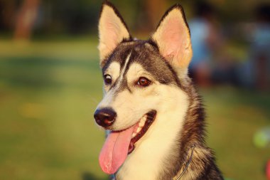 Siberian dış yapraklar 