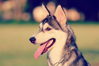 bir köpek