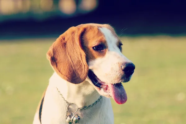 Beagle. — Stok fotoğraf