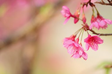 vahşi Himalaya kiraz