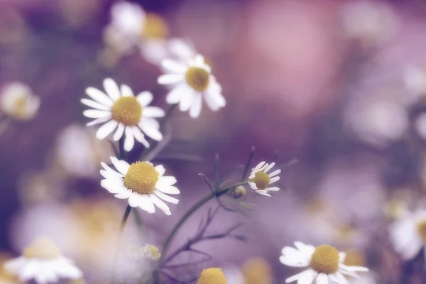 Fiore di margherita — Foto Stock