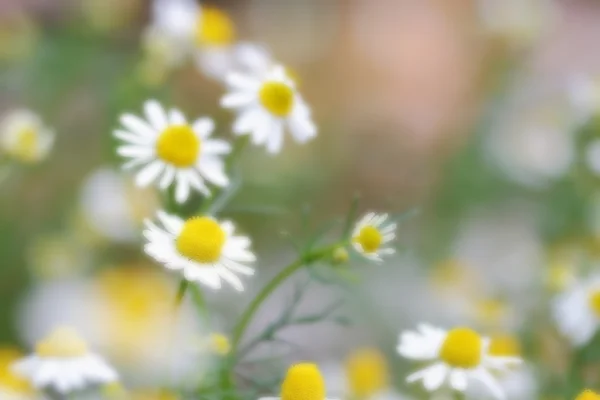 Flor de margarita — Foto de Stock