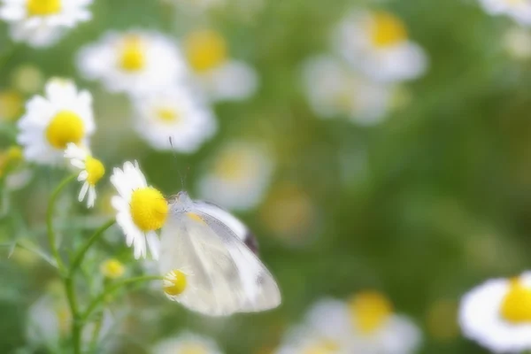 Mariposa. — Foto de Stock