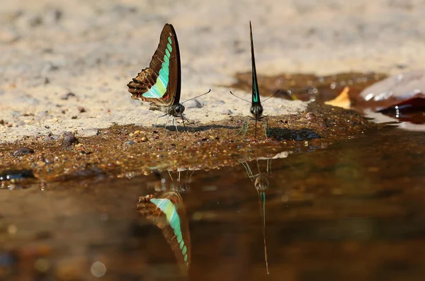 Mariposa. — Foto de Stock