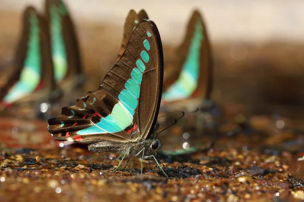 Mariposa. — Foto de Stock