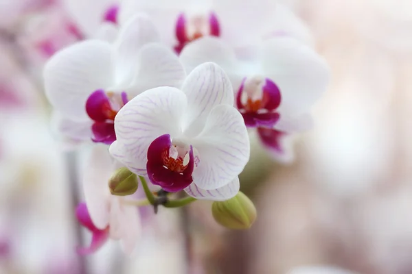 Orchidea, — Stock Fotó