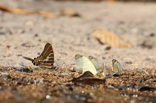 Mariposa. — Foto de Stock