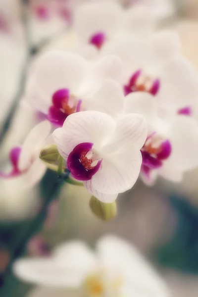 Orchidée — Photo