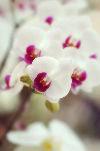 Orchidej — Stock fotografie