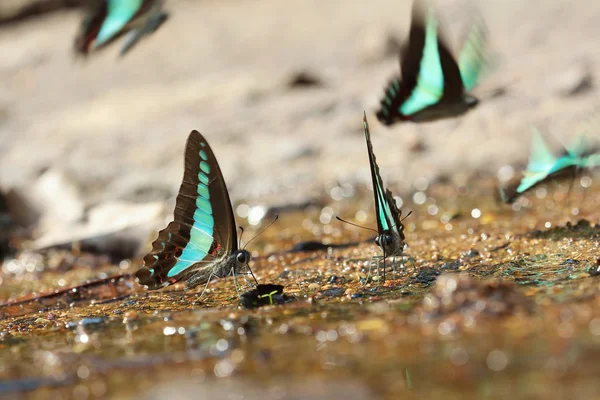 Mariposa. — Foto de Stock