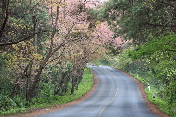 Road — Stock Photo, Image