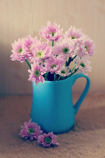 Chrysant — Stockfoto