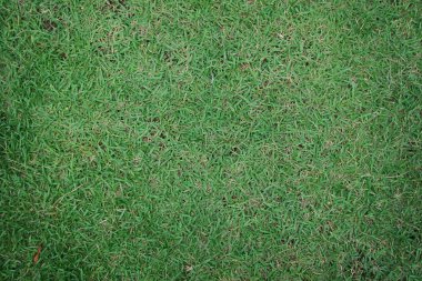 yeşil alan arka plan