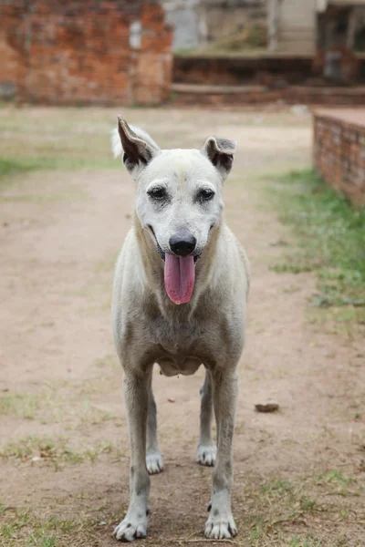 En hund — Stockfoto