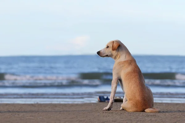 犬 — ストック写真